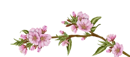 Asinerie Du Polje Savon Lait Danesse A Gemenos Frame 11 1